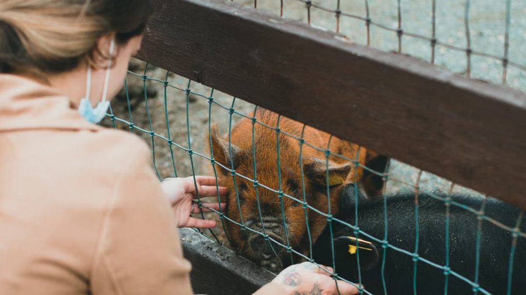 A woman feeds friendly pigs through a metal fence at a farm.